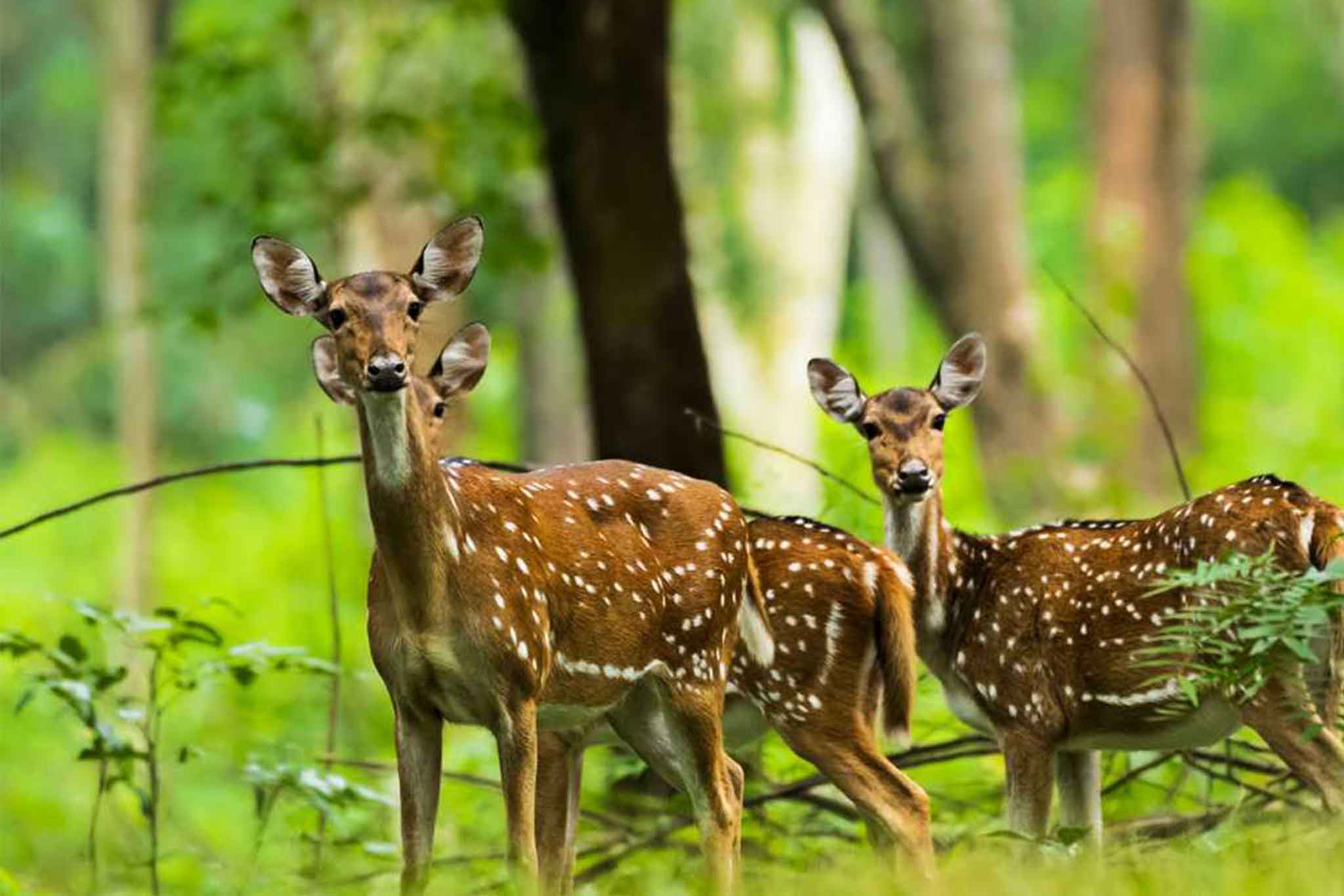 Chinnar Wildlife Sanctuary