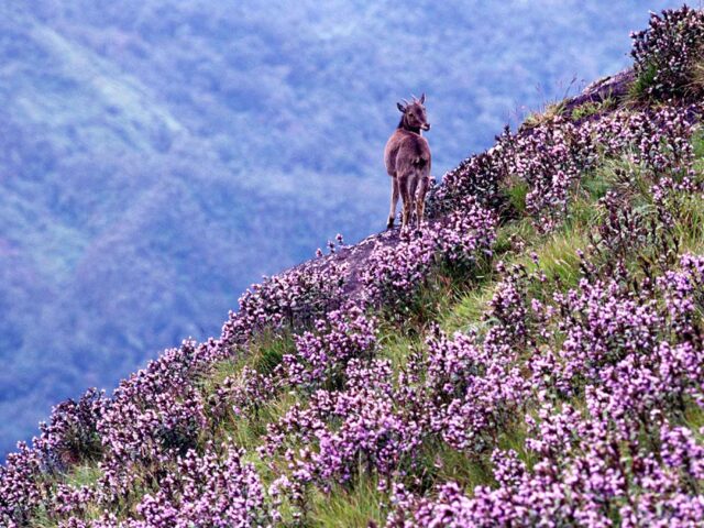 Munnar