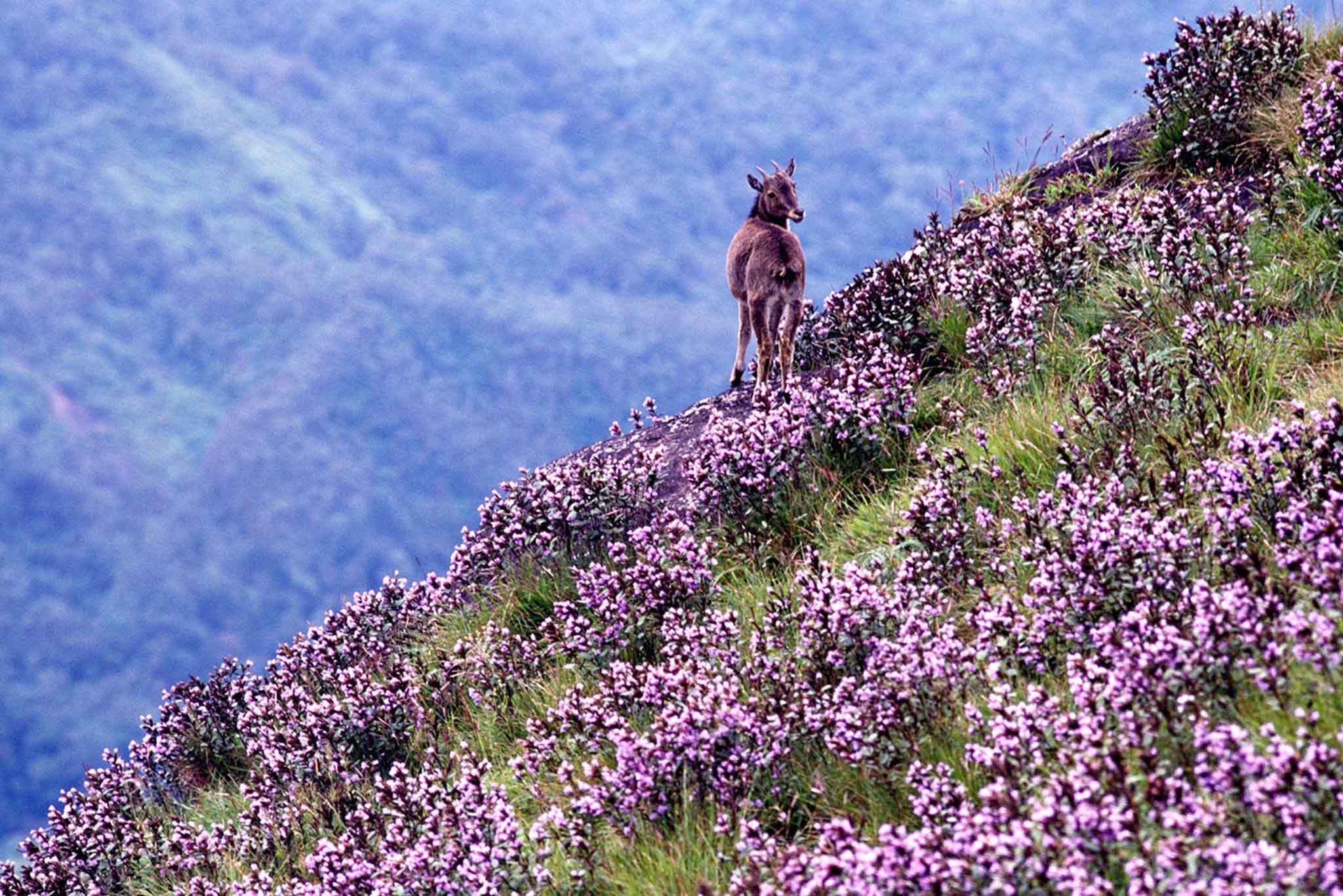 Eravikulam National Park