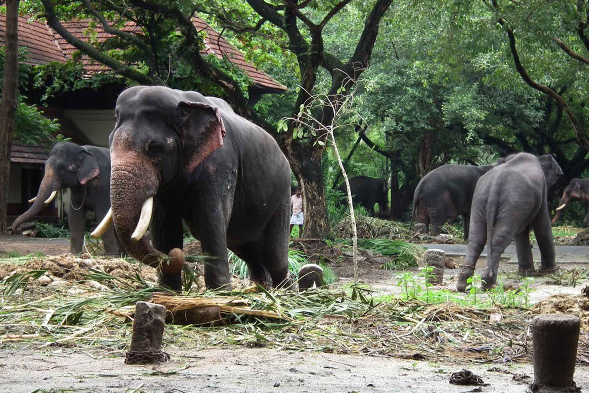 Kodanand Elephant Training Centre