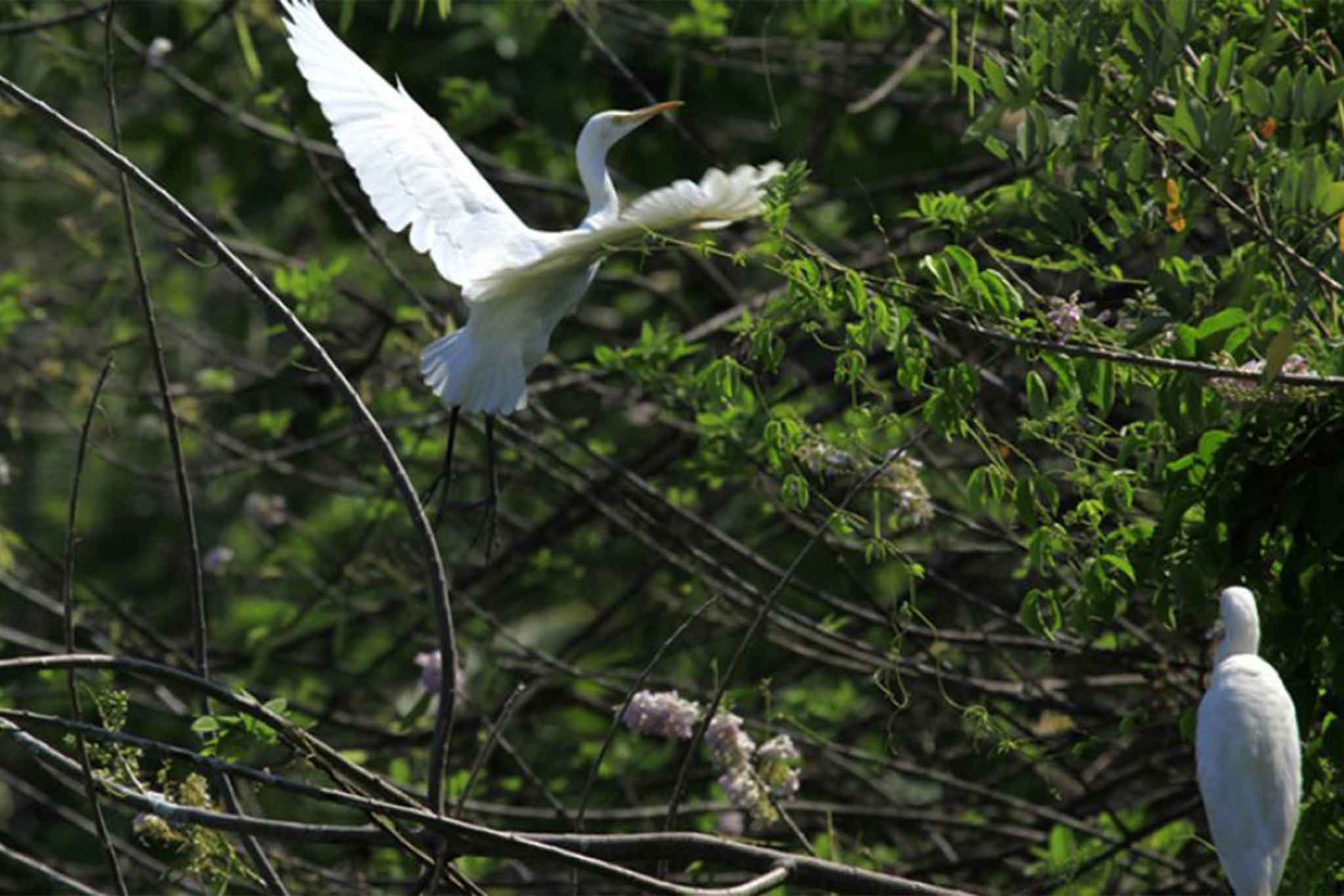 Kumarakom Bird Sanctuary