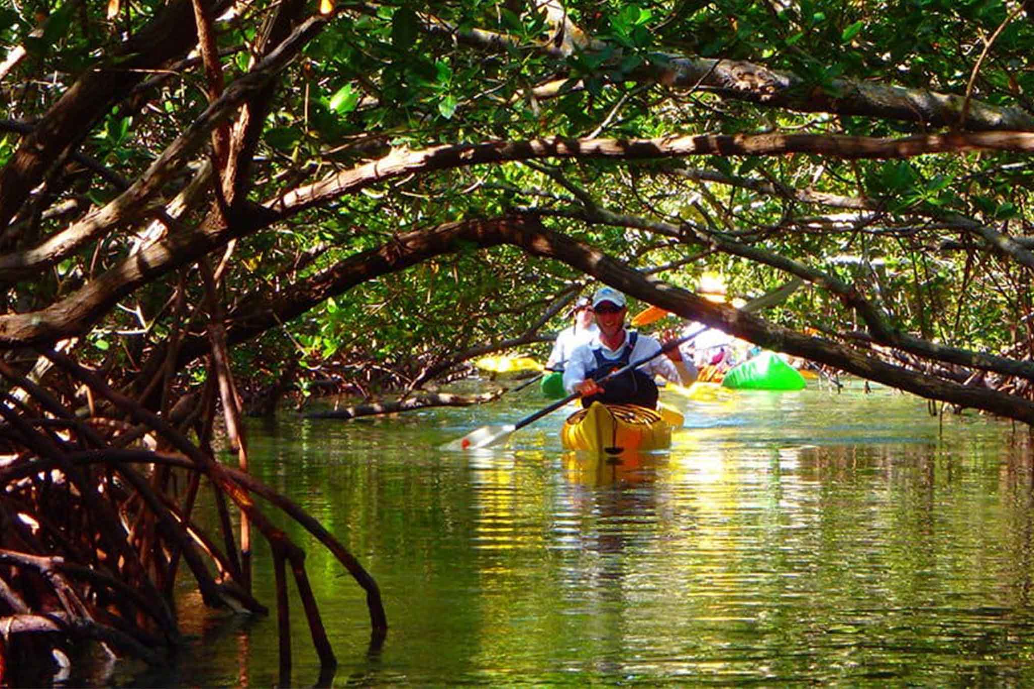 Mangrove Forest Kayaking