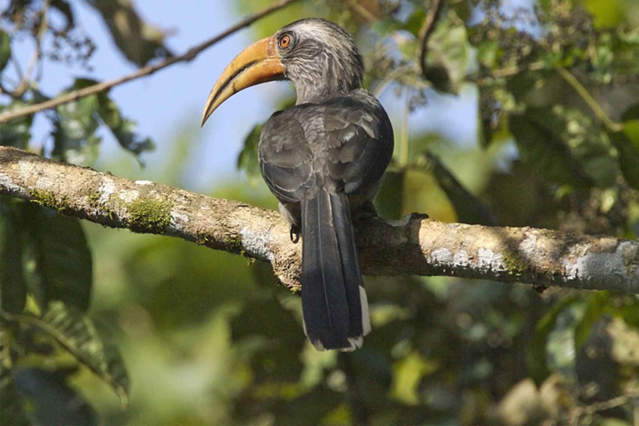 Pakshipathalam Bird Sanctuary