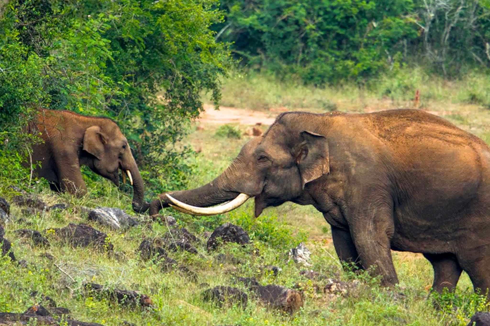 Peppara Wildlife Sanctuary