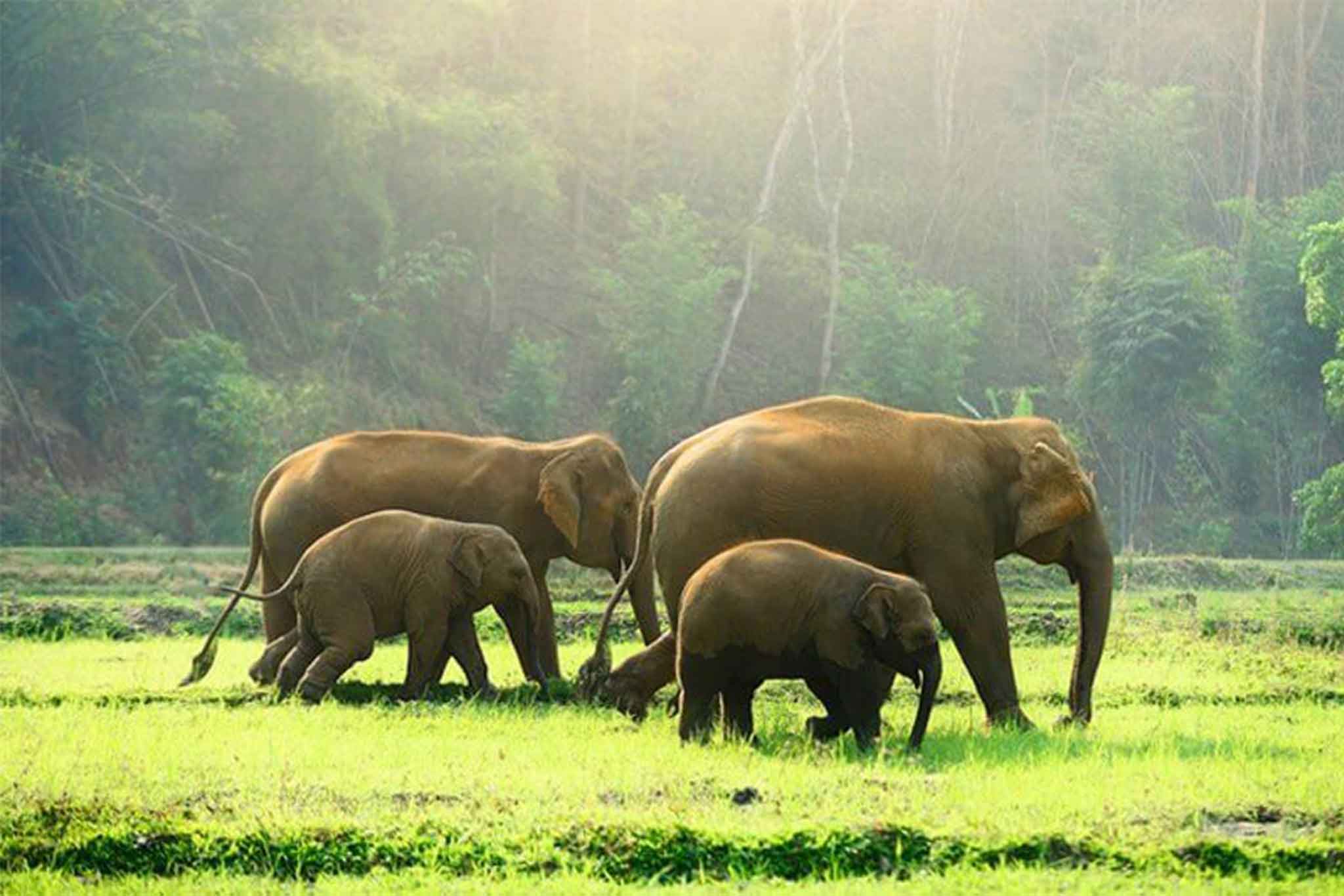 Periyar National Park