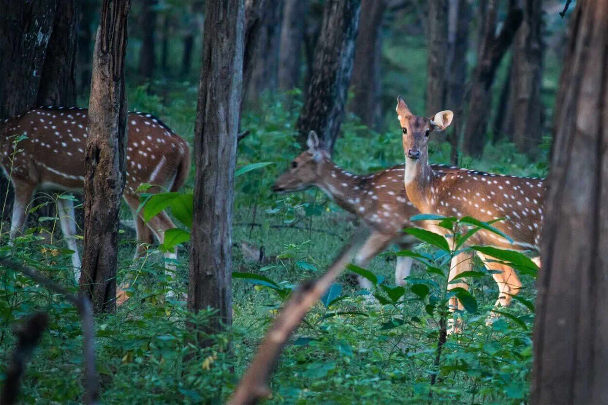 Shenduruny Wildlife Sanctuary