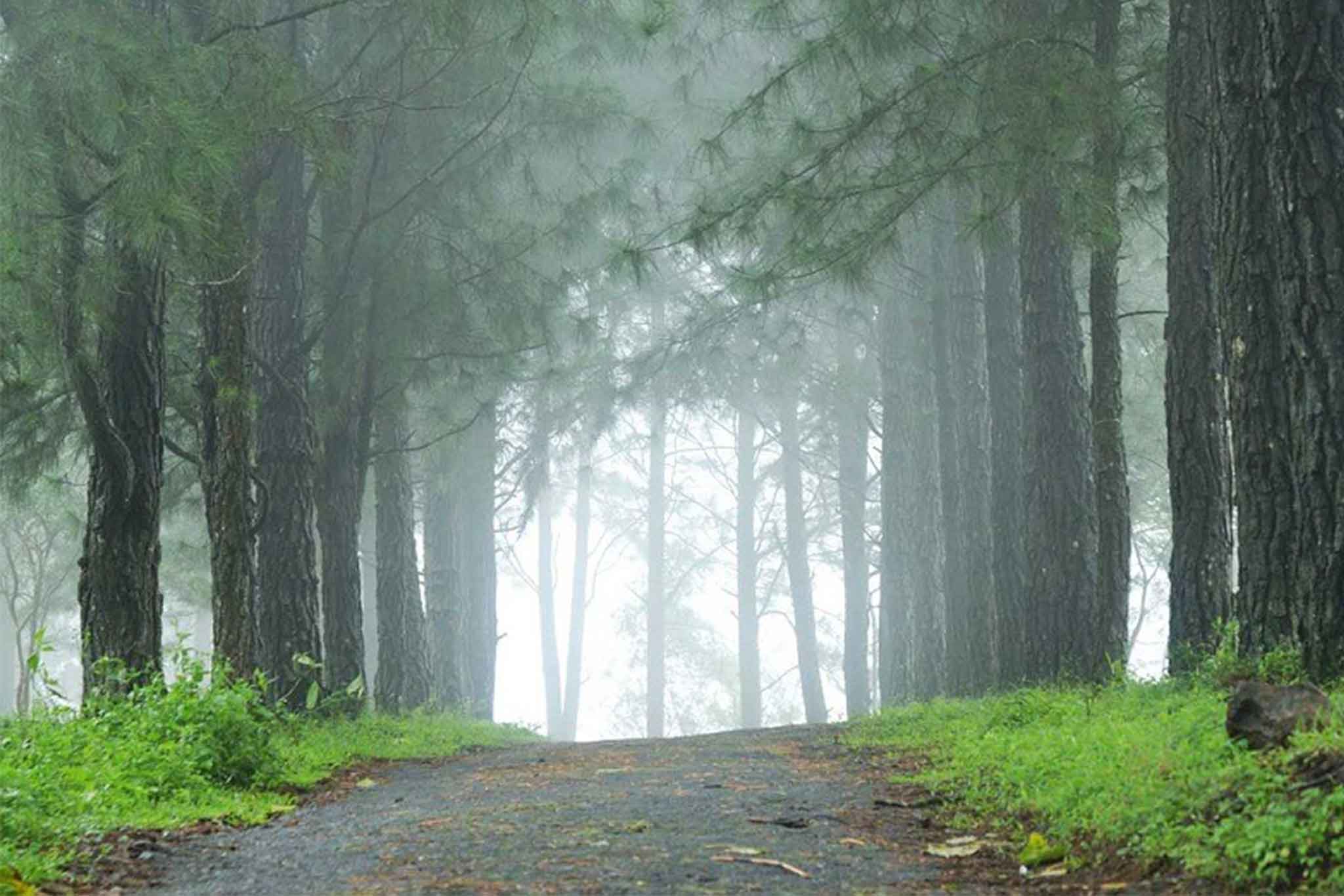 Vagamon Pine Forest