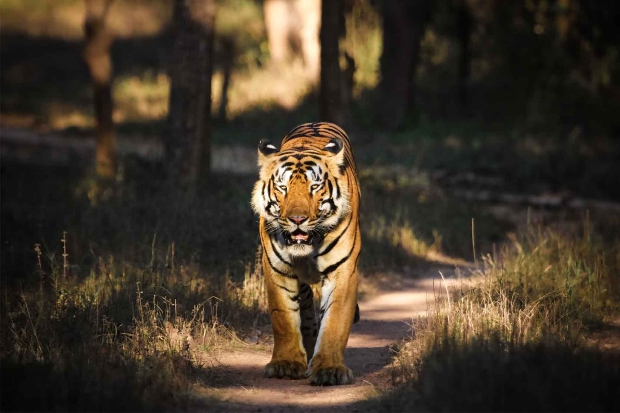 Wayanad Wildlife Sanctuary